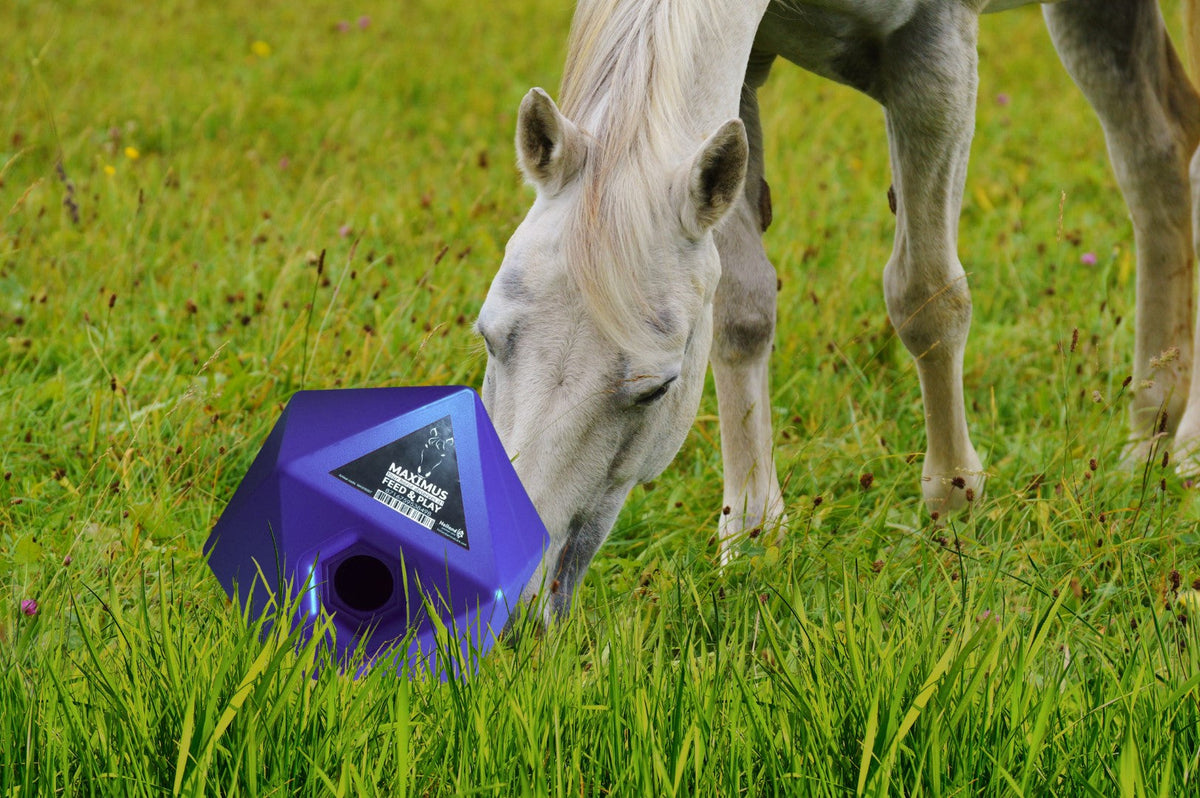 Maximus Feed & Play Excellent Horse