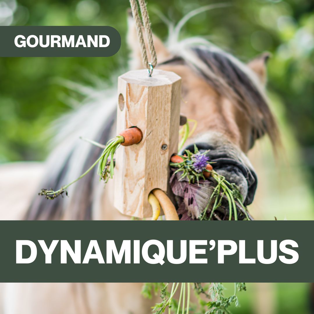 Dynamique'Plus CZH