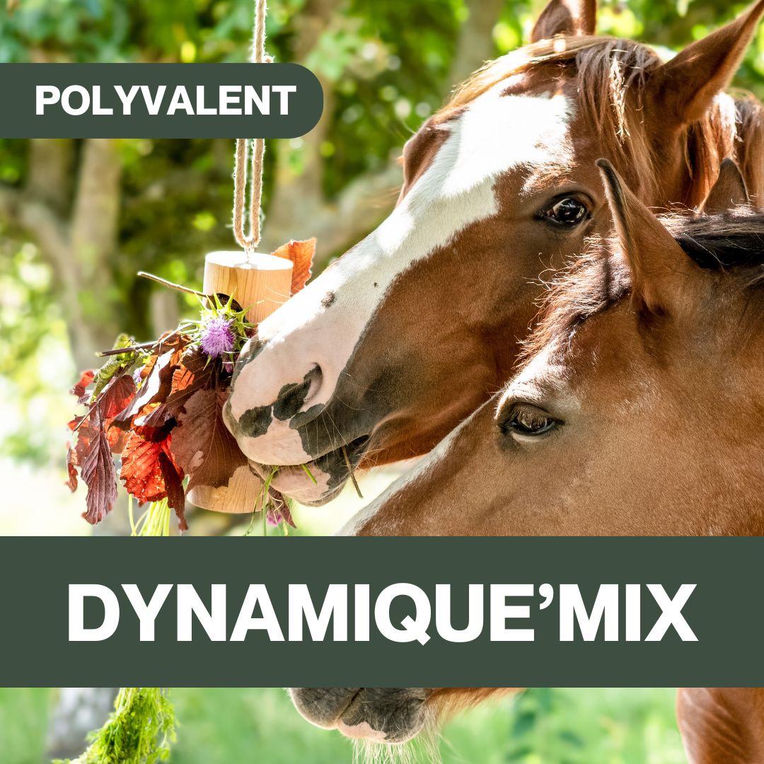 Dynamique'Mix CZH