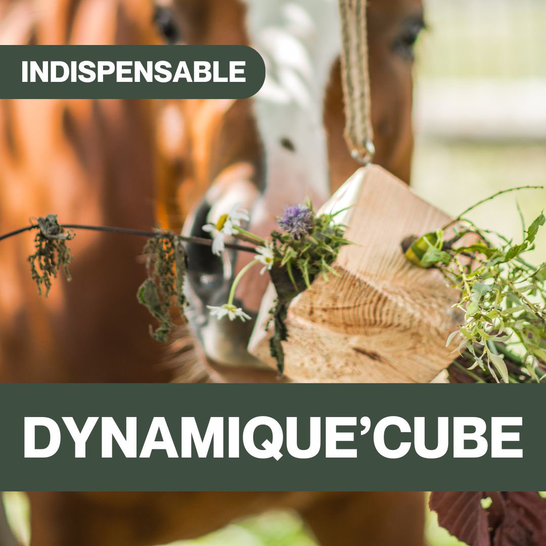 Dynamique'Cube CZH