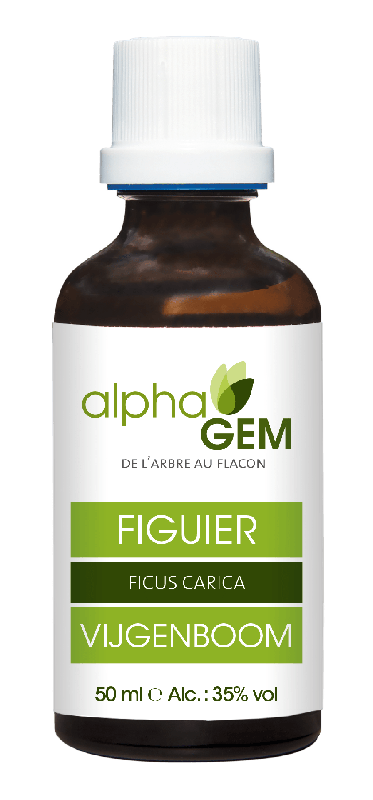 Figuier | AlphaGem