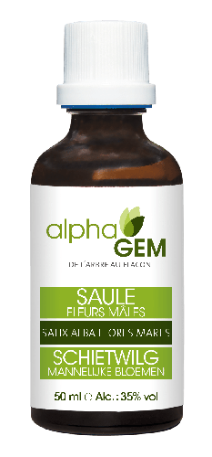 Saule Fleurs Mâles | AlphaGem